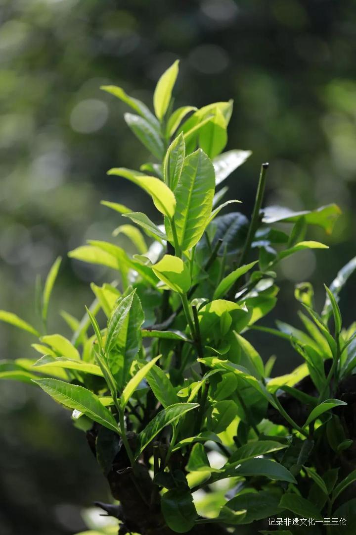 王者风范茶叶价格,龙润普洱生茶顶级老茶饼