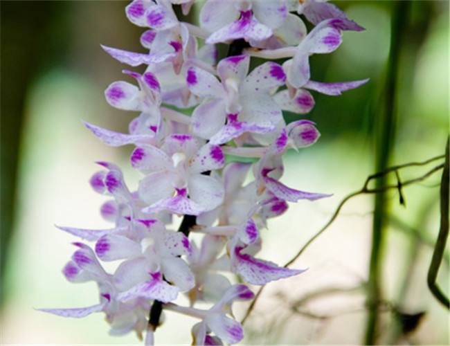 这兰花名字普通却是名贵兰，清新淡雅开花成穗，养护方法靠这4点