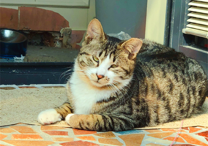 猫咪乱拉乱尿是报复主人吗,猫咪报复性乱尿的症状