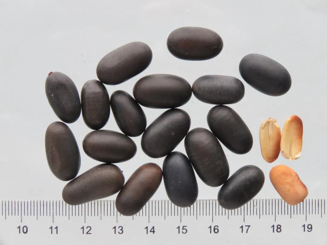 中药材莲子心,中药材莲子的用量