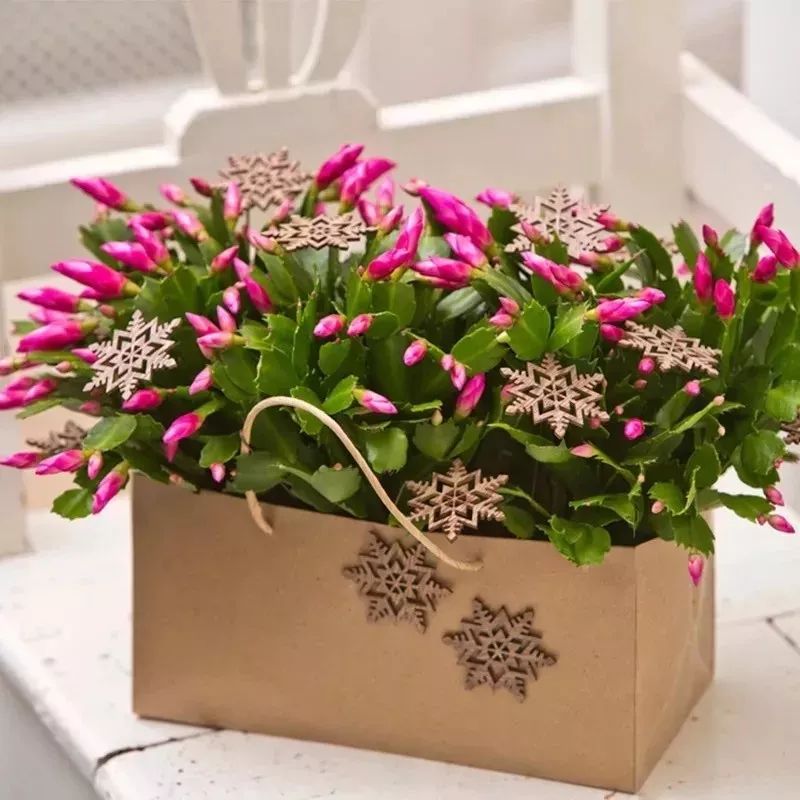 吉祥兰品种大全,六种吉祥兰花