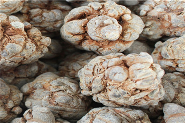 田七苗期病害,田七种植技术和产量