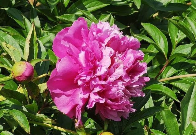 芍药花开季节花香四溢,芍药花开鸟语花香