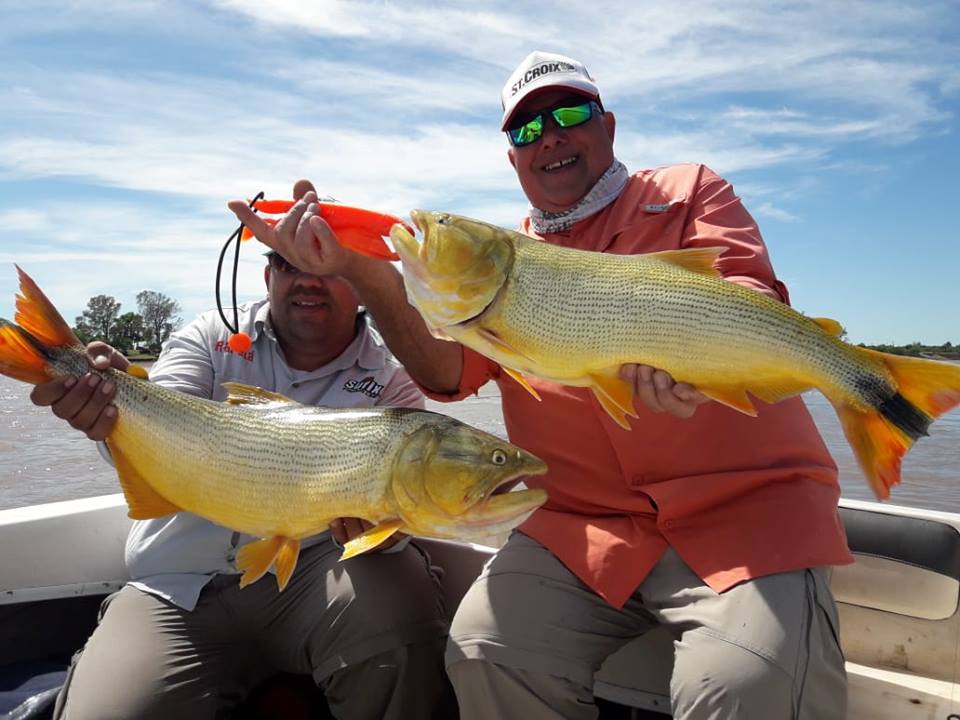 南美洲亚马逊黄金河虎,南美黄金河虎鱼