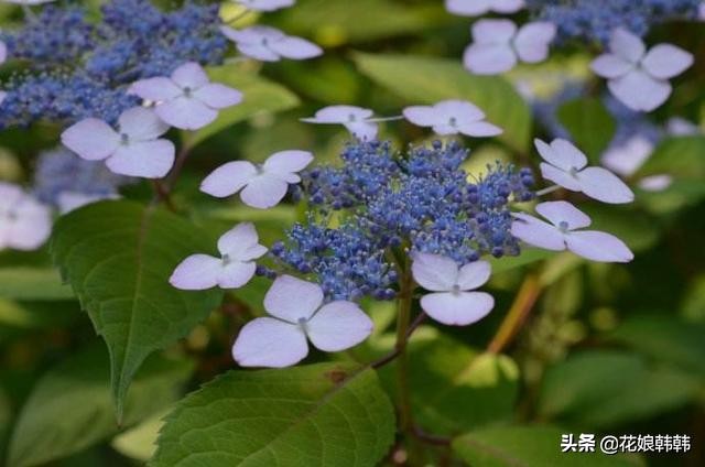 绣球怎么修剪才好,绣球的正确修剪方法