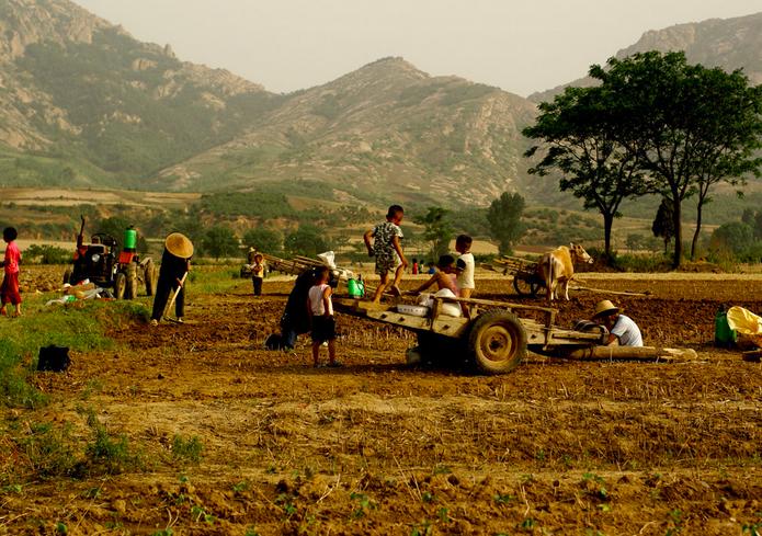 过夏至的俗语有多重要,关于夏至有关的俗语和谚语