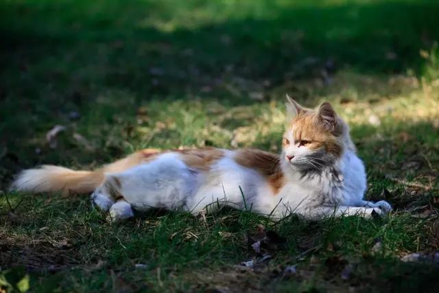 城市山林深圳,城市山林一期