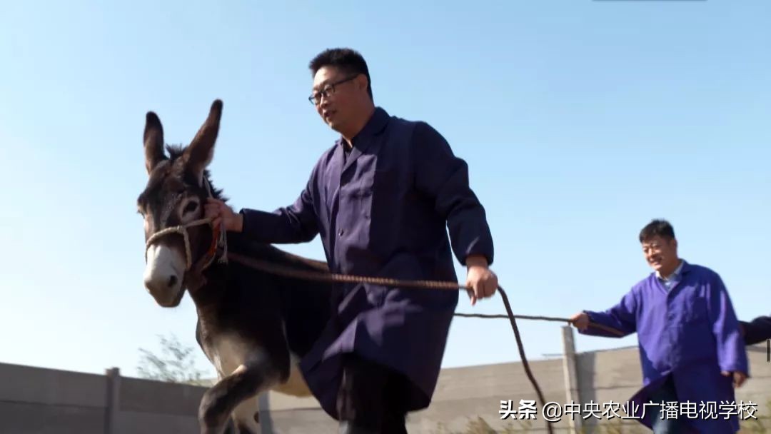 田间示范秀2020年视频,田间示范秀养绵羊