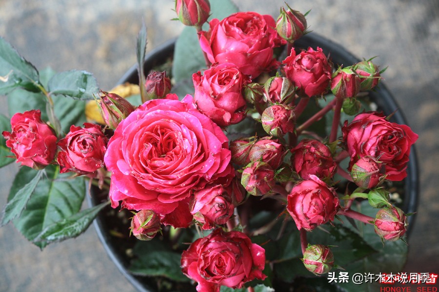 阳台最好养的月季品种推荐,四季开花最好养最好看的月季