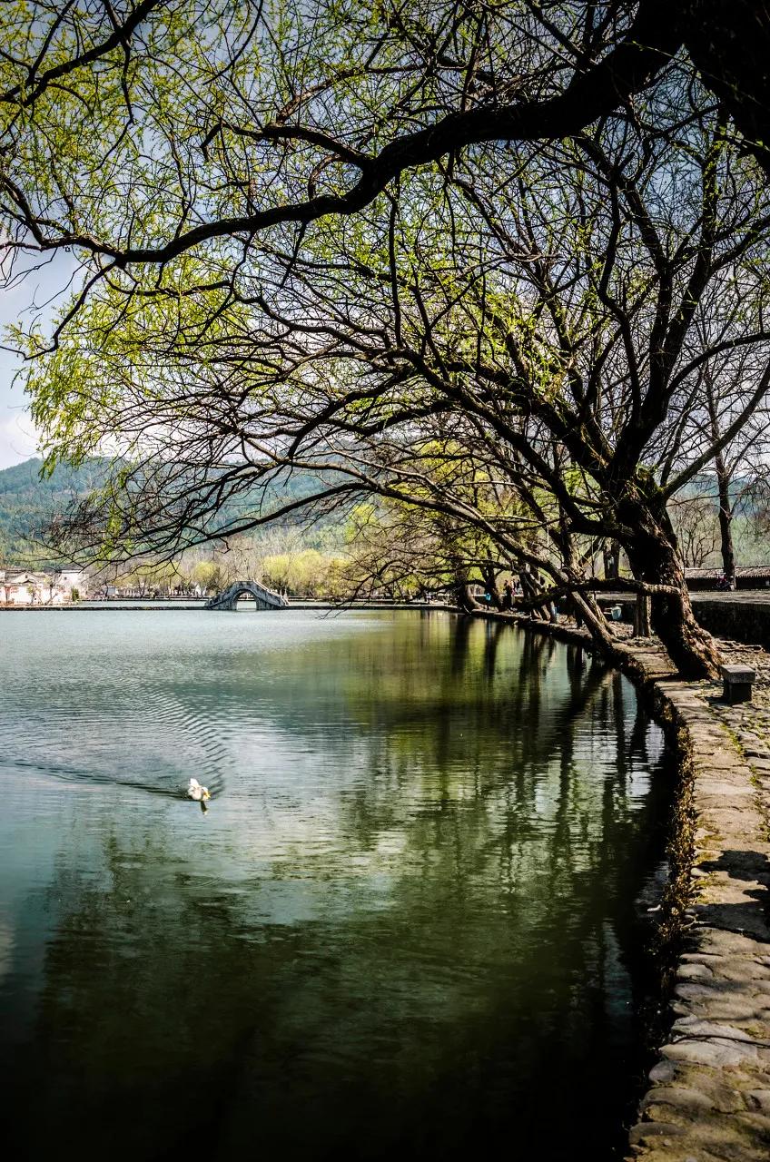 安徽春天美丽的视频,安徽美丽的春天