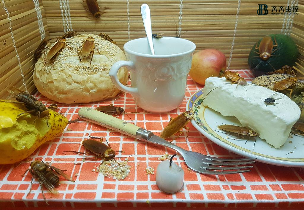 彻底消灭小强蟑螂的方法,蟑螂怎么消灭蟑螂最怕什么