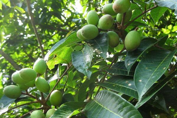 青果泡糖可以保存好久,青果泡冰糖能放多久