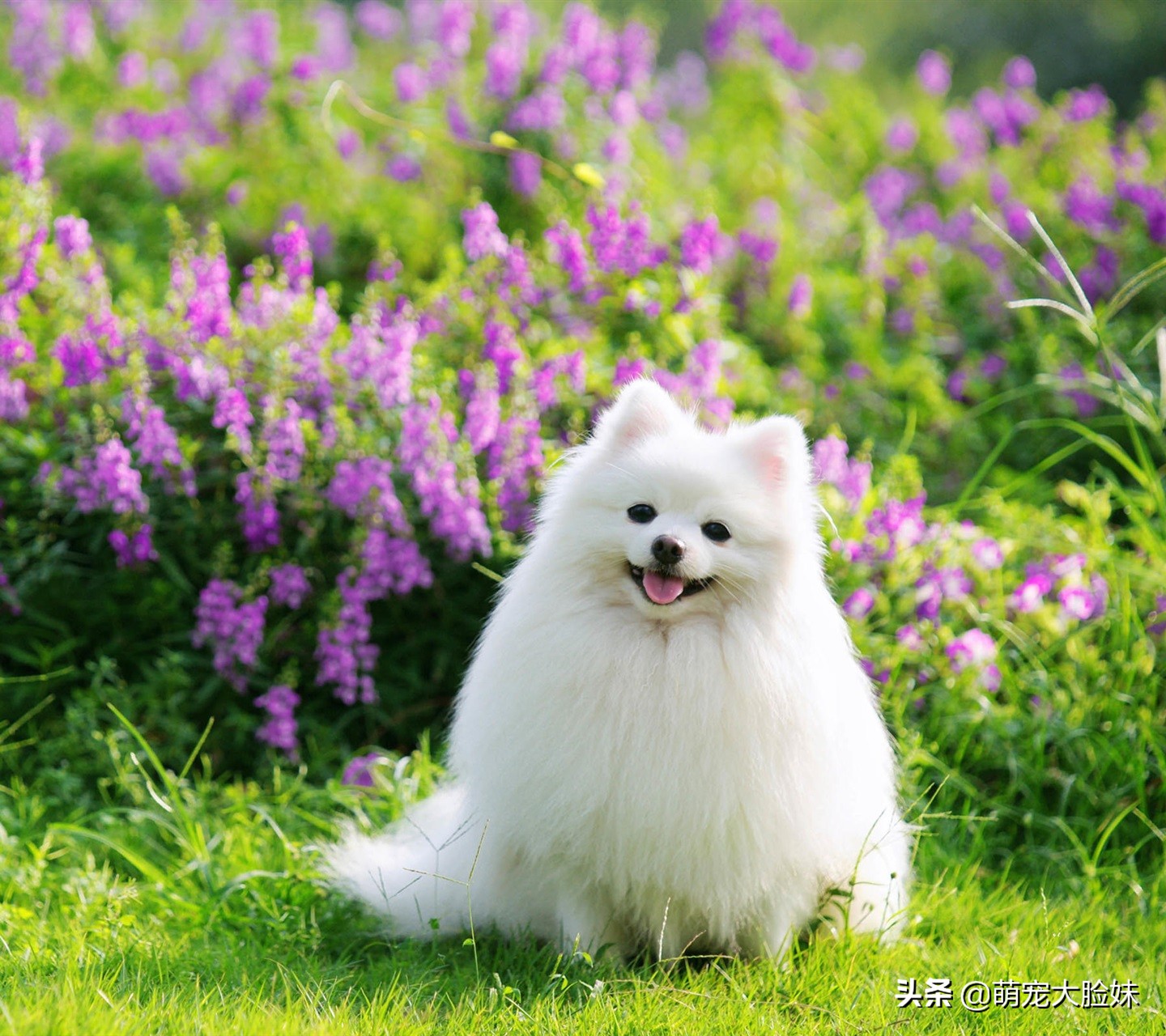 十二星座适合养什么宠物狗,十二星座最喜欢什么样的宠物狗