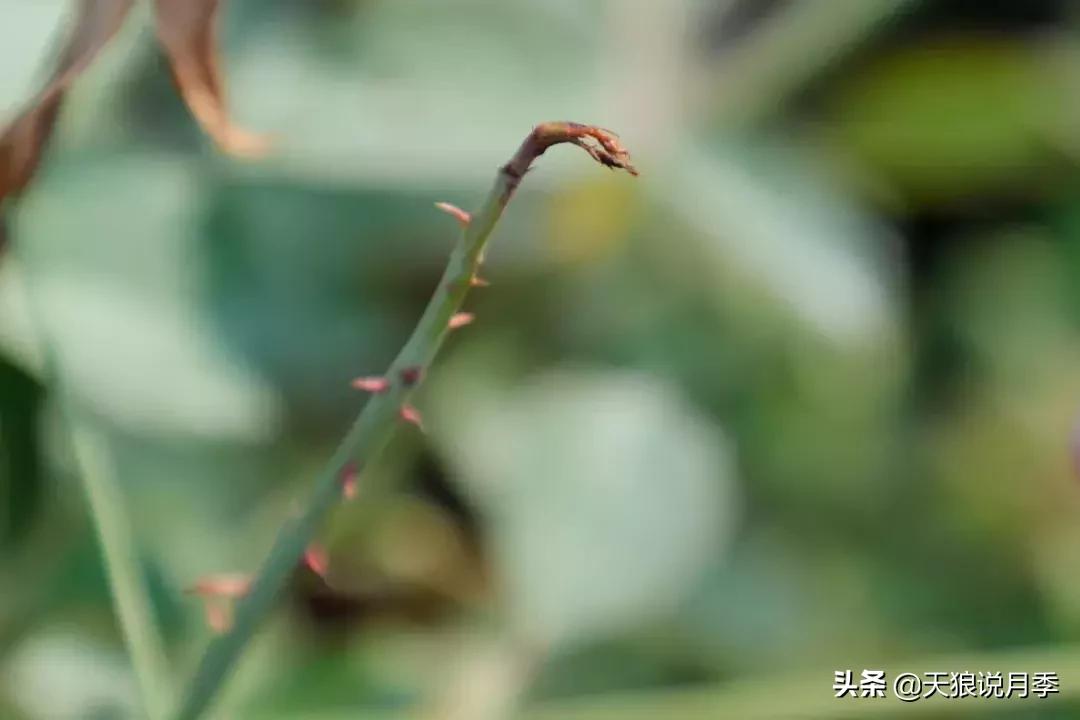 秋季月季突然枯萎是怎么回事,月季花朵未开就干枯了是怎么回事