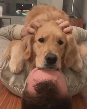 怎么惹金毛生气,金毛惹主人生气