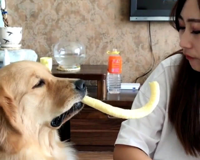 狗子偷偷吃零食被另一只狗狗发现,狗子偷吃巧克力被女子发现