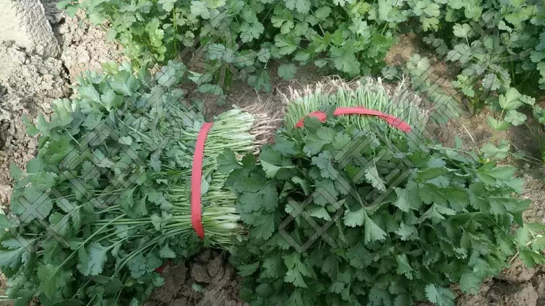 6种有很大味的蔬菜,闻着味道很大的蔬菜有哪些