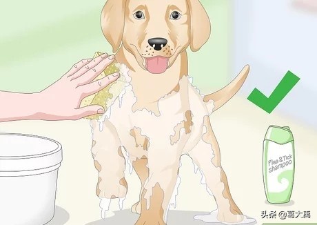 夏季如何辩认跳蚤的咬痕