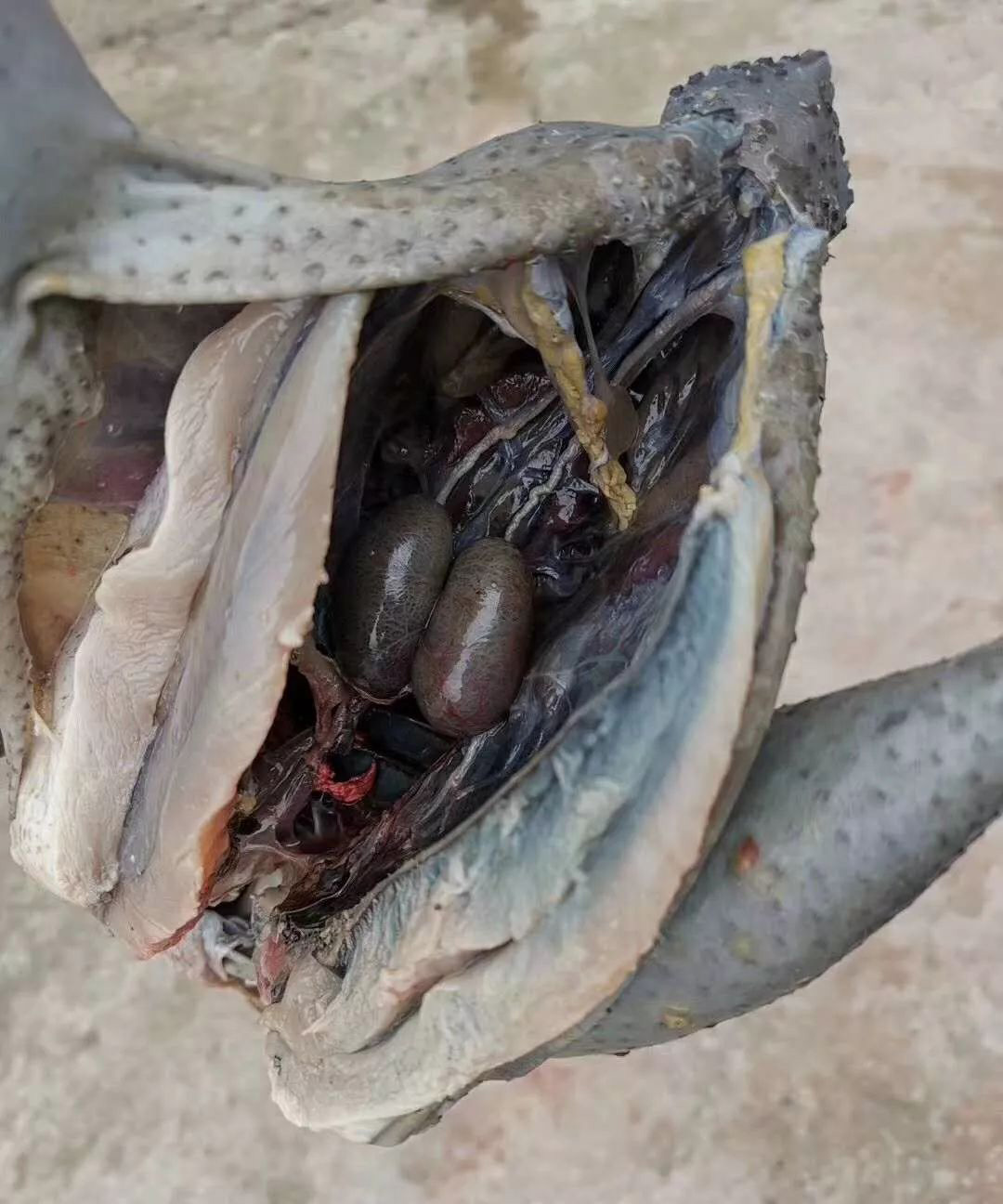 农村小伙养6000只鸡,养一万只黑鸡一年利润