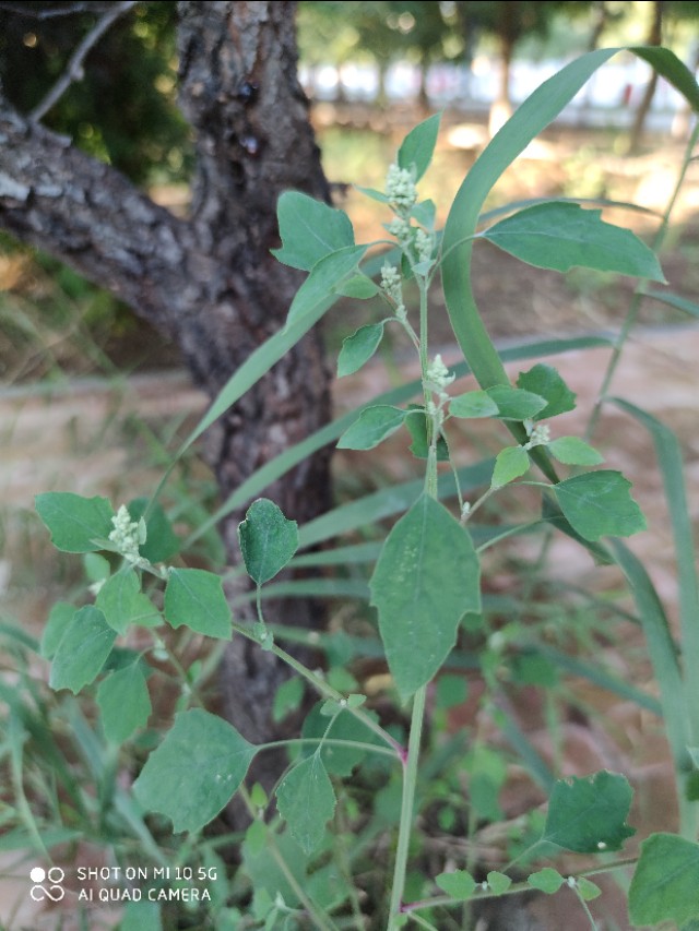 蚊子咬止痒最快的土法,蚊虫叮咬用什么草汁
