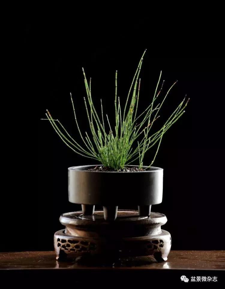盆景艺术欣赏视频大全,盆景万象盆