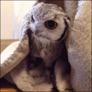 萌萌可爱猫头鹰宠物,宠物猫头鹰可爱合集