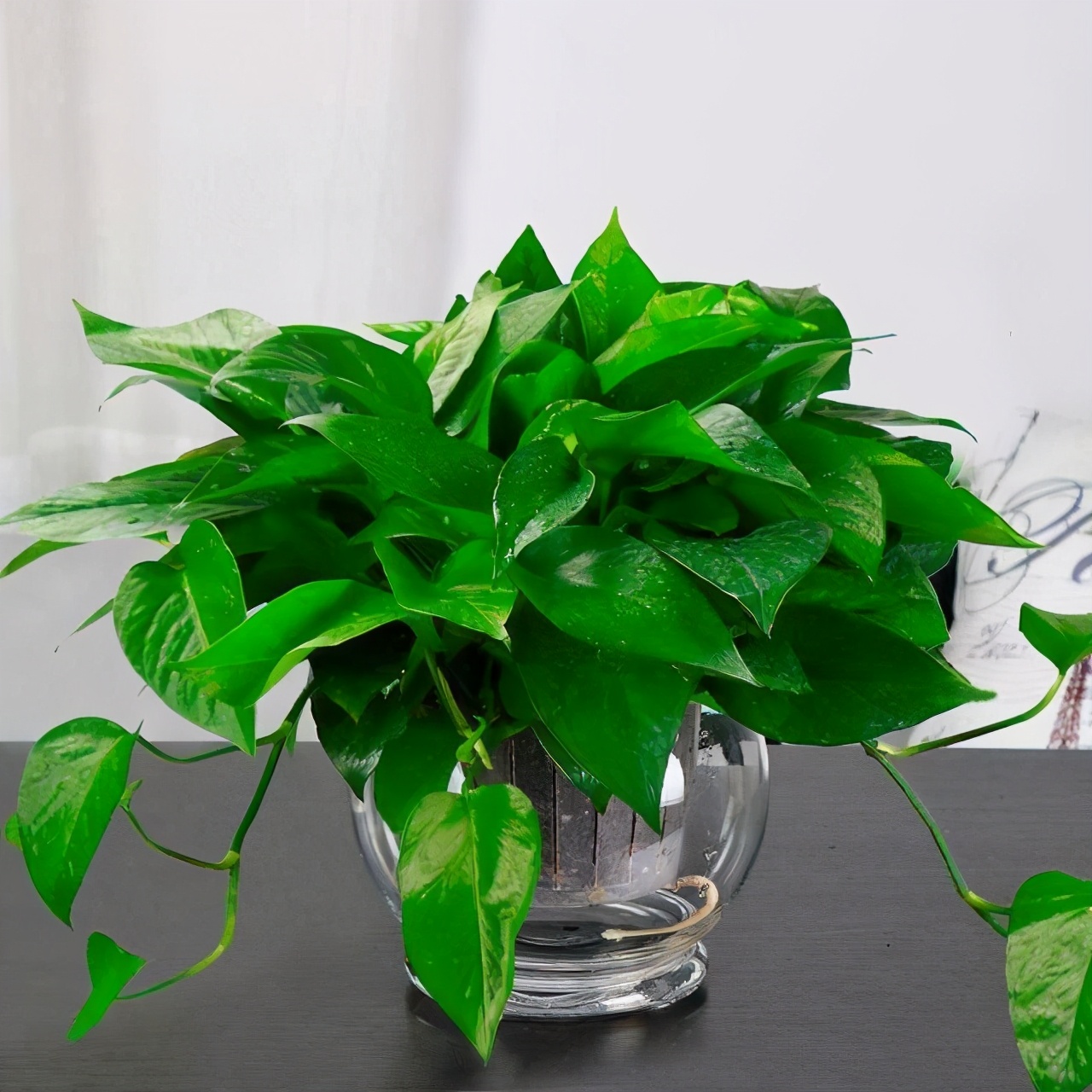 大叶绿萝半死不活的怎么处理,绿萝是不是冬天难养