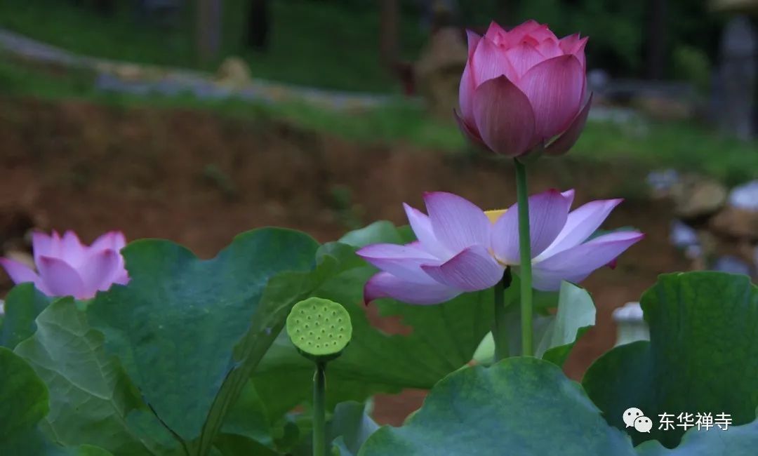 知足不辱知止不殆可以长久释义,知足不辱知止不殆可以长久何解