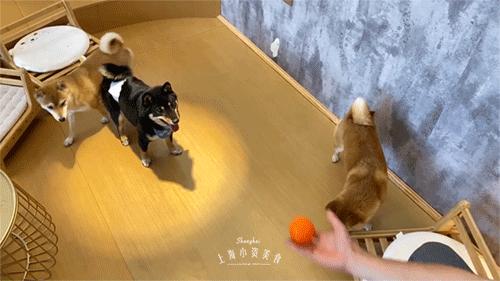 豆柴犬幼犬直播,豆柴是一只非常可爱的小狗