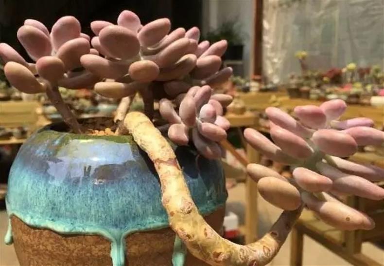 多肉老桩干货集锦，压轴的全是逆天极品!