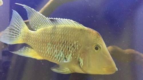 慈鲷品种,慈鲷类型