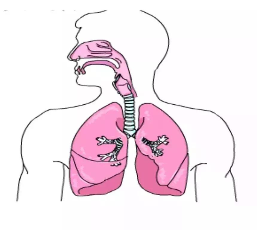 菌群在呼吸道和口腔炎症和感染中的作用