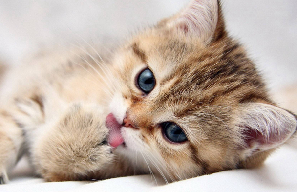 认玉教程,如何用最笨的办法识玉