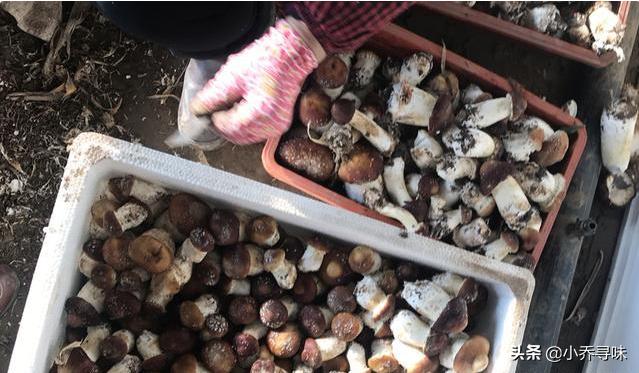 它和赤松共生，商家大力炒作，如今35元1斤，很多人拿来煲汤