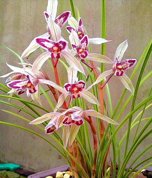 莲瓣兰玉兔彩蝶苗真假鉴别,玉兔彩蝶莲瓣兰价格