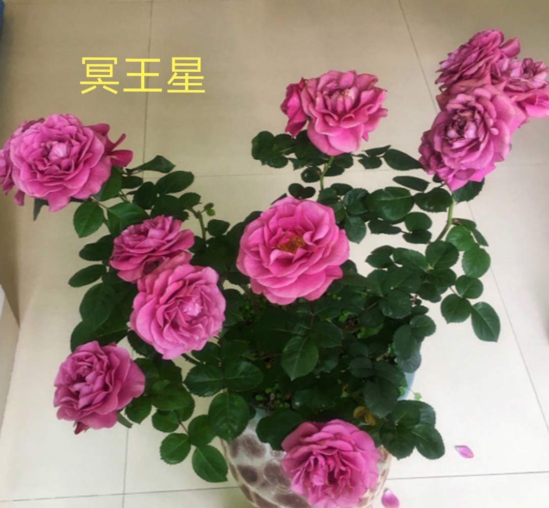 阳台系列月季品种大全,微型月季藤本月季