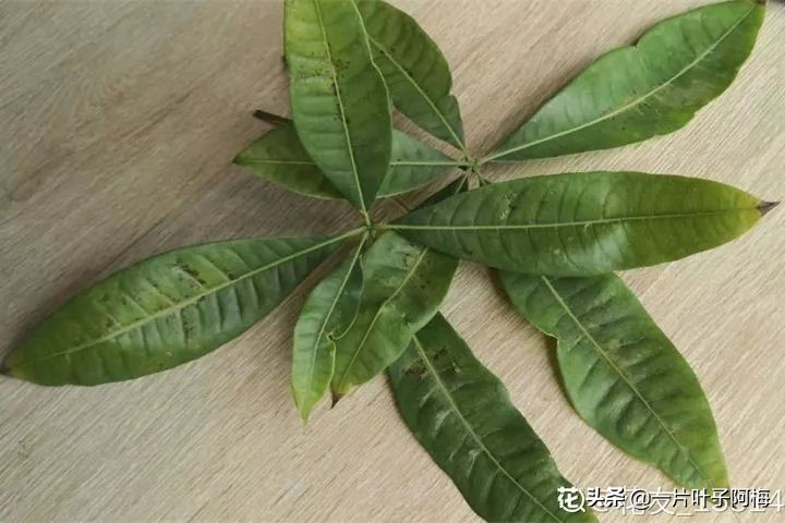 5个植物最招财,能开花又好养的植物又有寓意