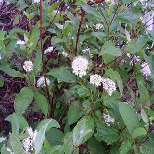 红瑞木观赏特性有哪些,黄瑞木是什么植物