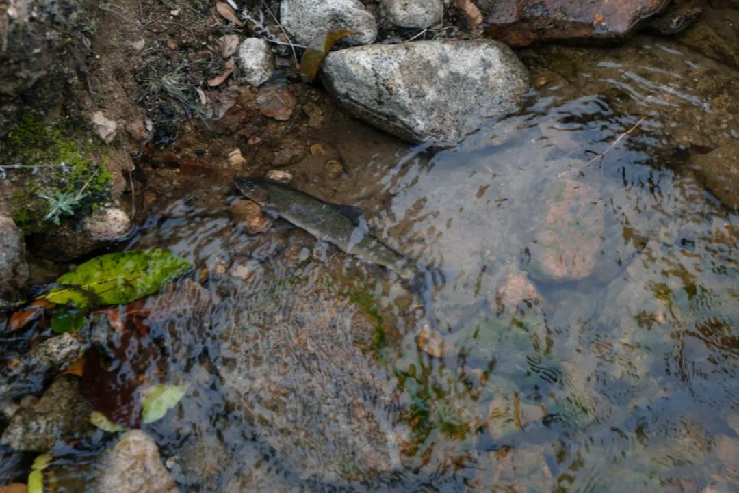 硬核!央视《味道》拍摄在腾冲完美收官!