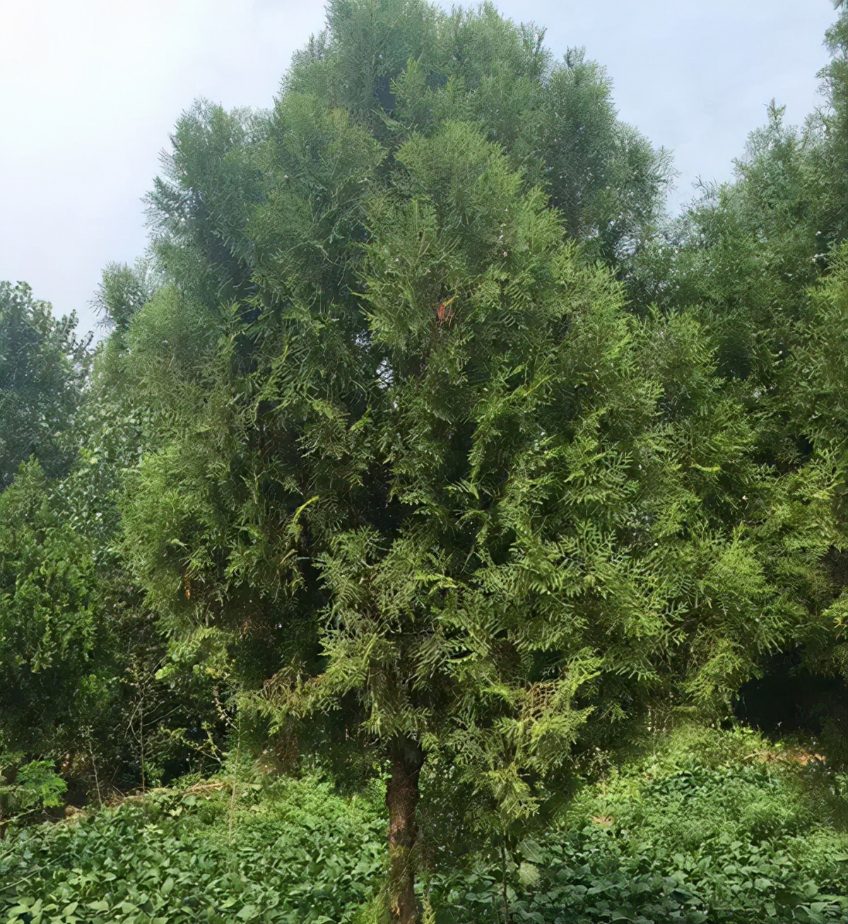 2022年苗木行情会转好吗,2022年苗木行情好不好