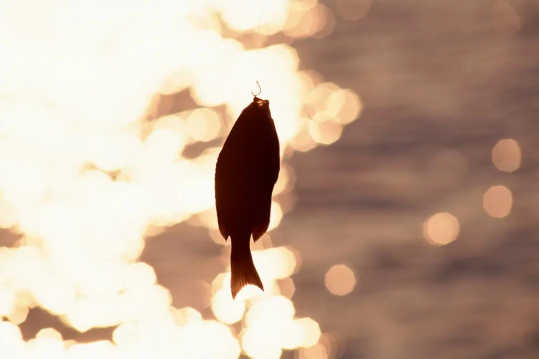 三十岁以后的男人为何爱钓鱼?柳宗元这首千古绝句告诉了我们答案