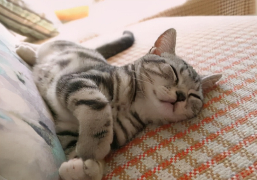 猫跑着跑着突然猝死,猫猝死的症状