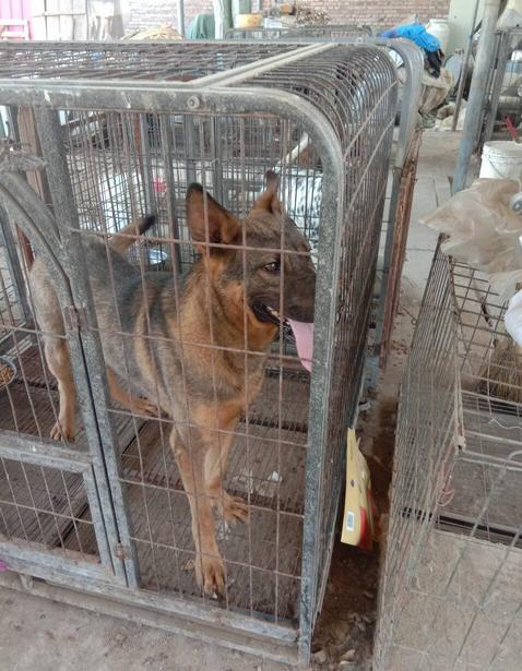 保定三个阿姨救助流浪狗,一老人收养千余条流浪狗