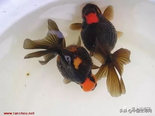 国宝级皇冠珍珠金鱼视频,皇冠珍珠金鱼视频