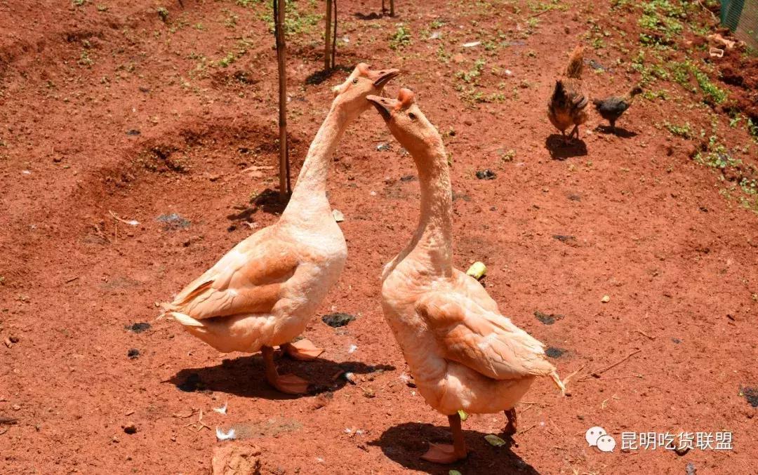 昆明采摘一日游,昆明采摘游