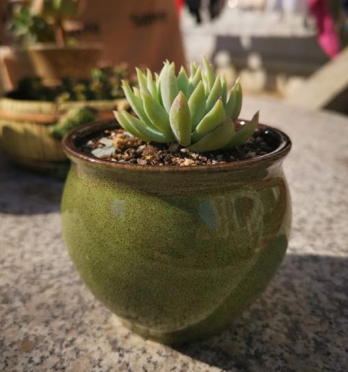 多肉浸盆盆土积水了怎么办,多肉积水怎么办如何补救