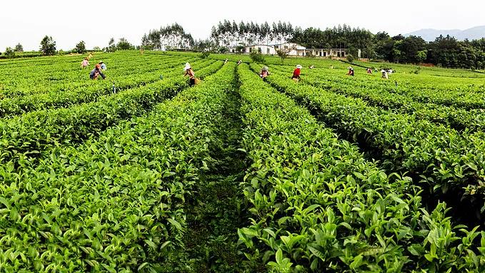 豪宅喝茶,豪宅庭院喝茶