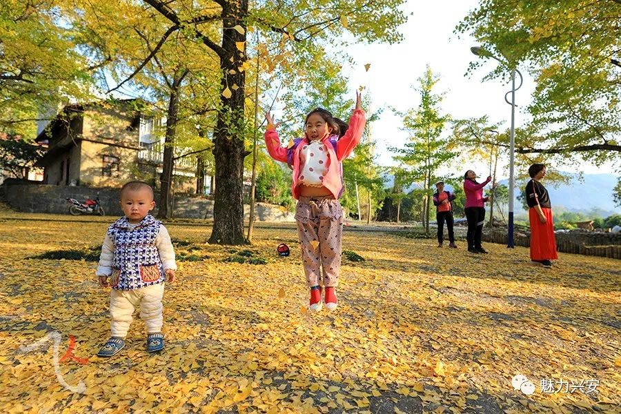 桂林兴安漠川银杏最佳观赏时间,桂林兴安漠川银杏网红打卡地