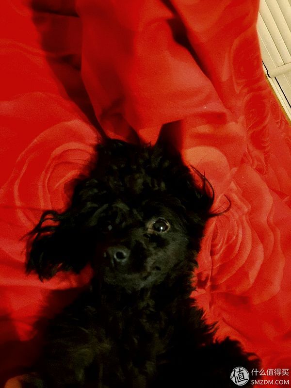 狗粮推荐0-6个月的幼犬粮,狗粮选择攻略