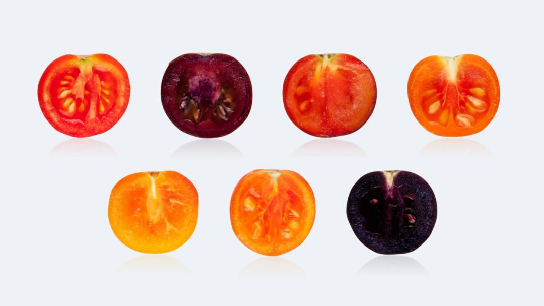 当西红柿遇上烦人的橙子,当番茄遇上西红柿视频